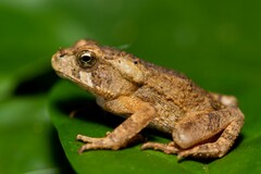 Rhinella ornata