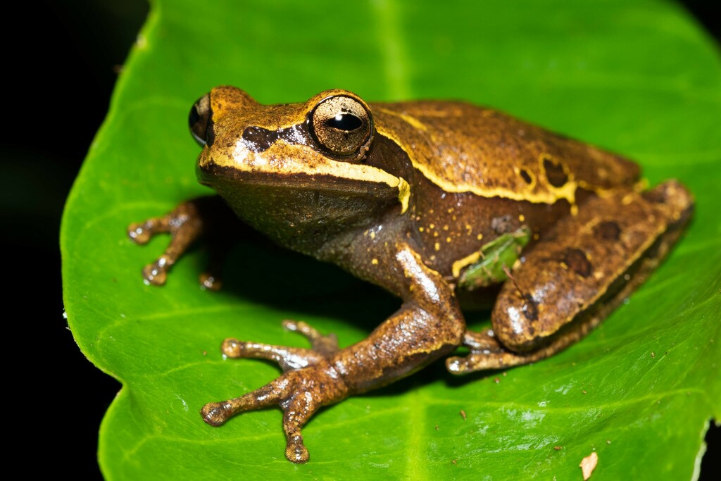 Kurupitree Frog