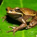 Curupi Tree Frog - Photo (c) Alfredo Sabaliauskas, some rights reserved (CC BY-NC), uploaded by Alfredo Sabaliauskas