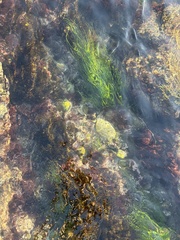 Phyllospadix torreyi