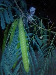 Leucaena leucocephala