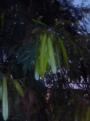 Leucaena leucocephala