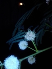Leucaena leucocephala