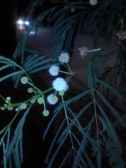 Leucaena leucocephala
