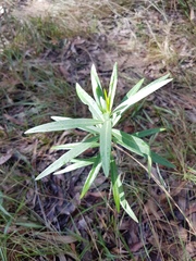 Gomphocarpus physocarpus
