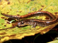 Plethodon vehiculum