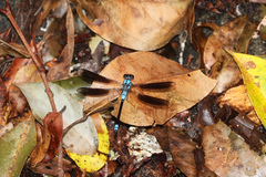 Diphlebia euphoeoides