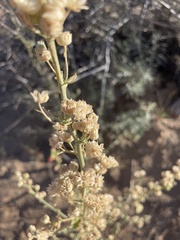 Sphaeralcea grossulariifolia