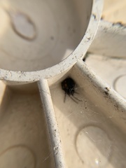 Latrodectus mactans
