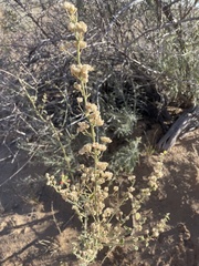 Sphaeralcea grossulariifolia