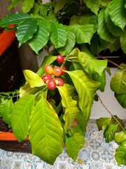 Coffea arabica