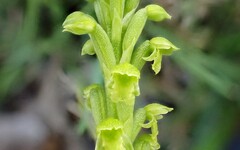 Microtis arenaria