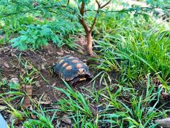 Chelonoidis carbonarius