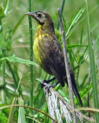 Pseudoleistes virescens