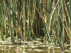 Tachuris rubrigastra