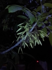 Fraxinus pennsylvanica