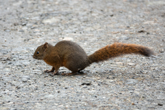 Sciurus granatensis