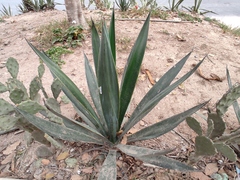 Agave