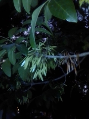 Fraxinus pennsylvanica