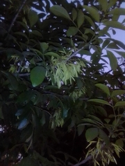 Fraxinus pennsylvanica