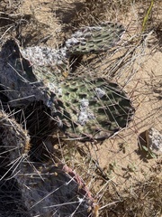 Opuntia phaeacantha