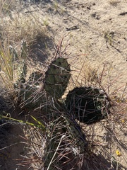 Opuntia phaeacantha