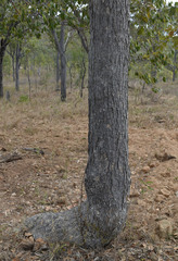 Canarium australianum