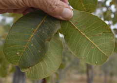 Canarium australianum