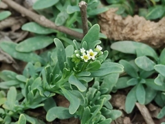 Heliotropium curassavicum