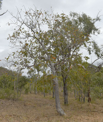 Canarium australianum