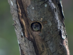 Picumnus granadensis