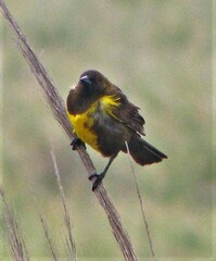 Pseudoleistes virescens