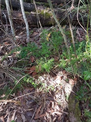 Asparagus aethiopicus
