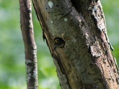 Picumnus granadensis