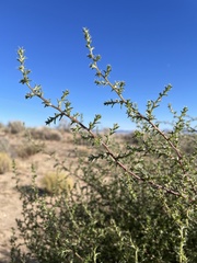 Salsola tragus