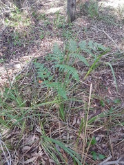 Pteridium esculentum