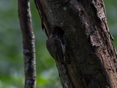 Picumnus granadensis