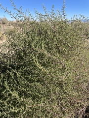 Salsola tragus