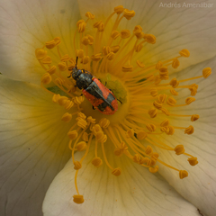 Arthrobrachus nigromaculatus