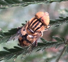 Eristalinus punctulatus