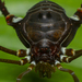 Gonyleptes curticornis - Photo (c) Henry Miller Alexandre,  זכויות יוצרים חלקיות (CC BY-NC), הועלה על ידי Henry Miller Alexandre