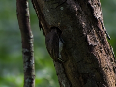 Picumnus granadensis