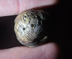 Amphibolips quercuspomiformis