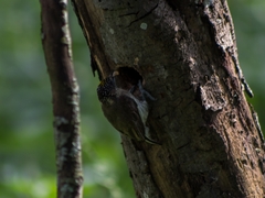 Picumnus granadensis