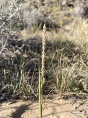 Setaria leucopila