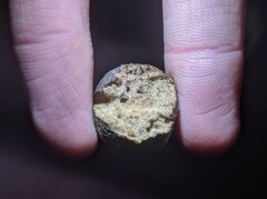 Amphibolips quercuspomiformis