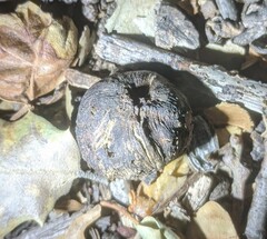 Amphibolips quercuspomiformis