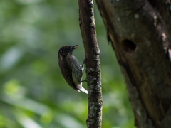 Picumnus granadensis