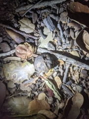 Amphibolips quercuspomiformis