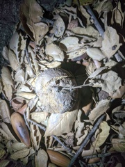 Amphibolips quercuspomiformis